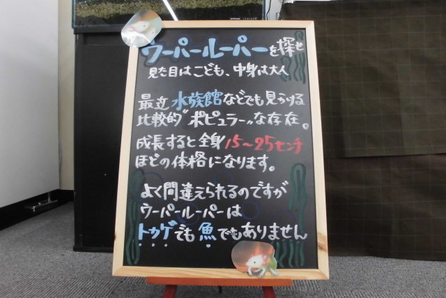 ショールーム5