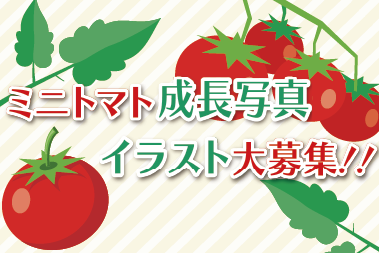 2025ミニトマトお知らせ