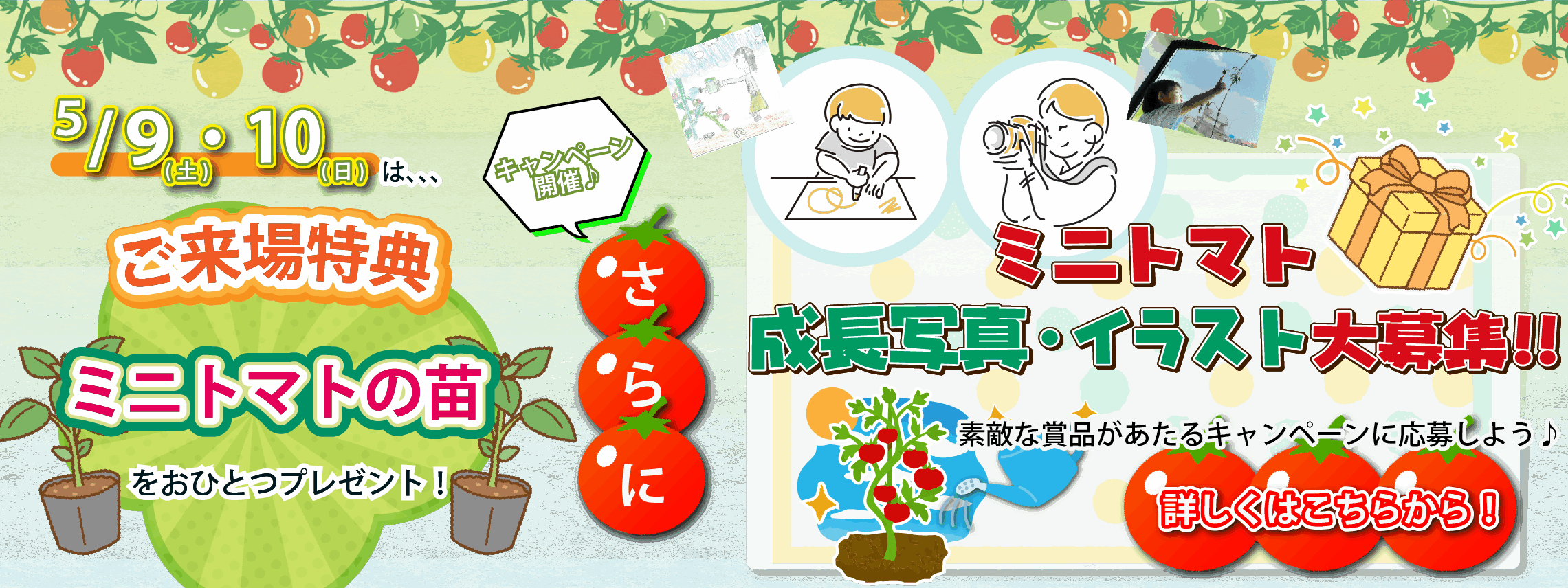 HP用ミニトマトCP (2)