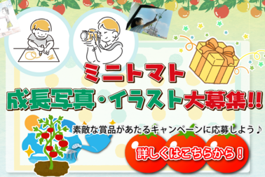 HP用ミニトマトCP (2)