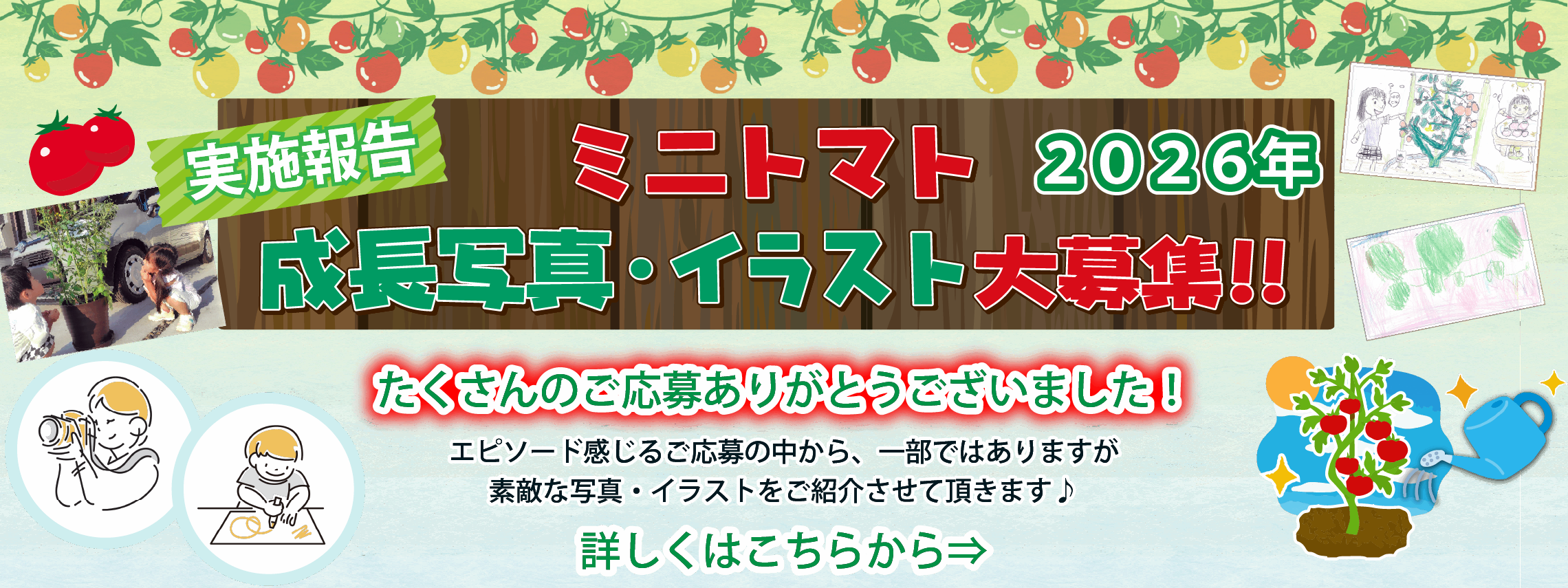 HP用ミニトマト報告 (2)
